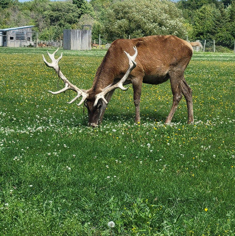 Ferme Dix-Cors